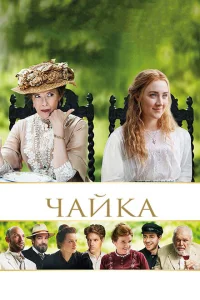 Чайка Чайка