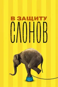 В защиту слонов В защиту слонов